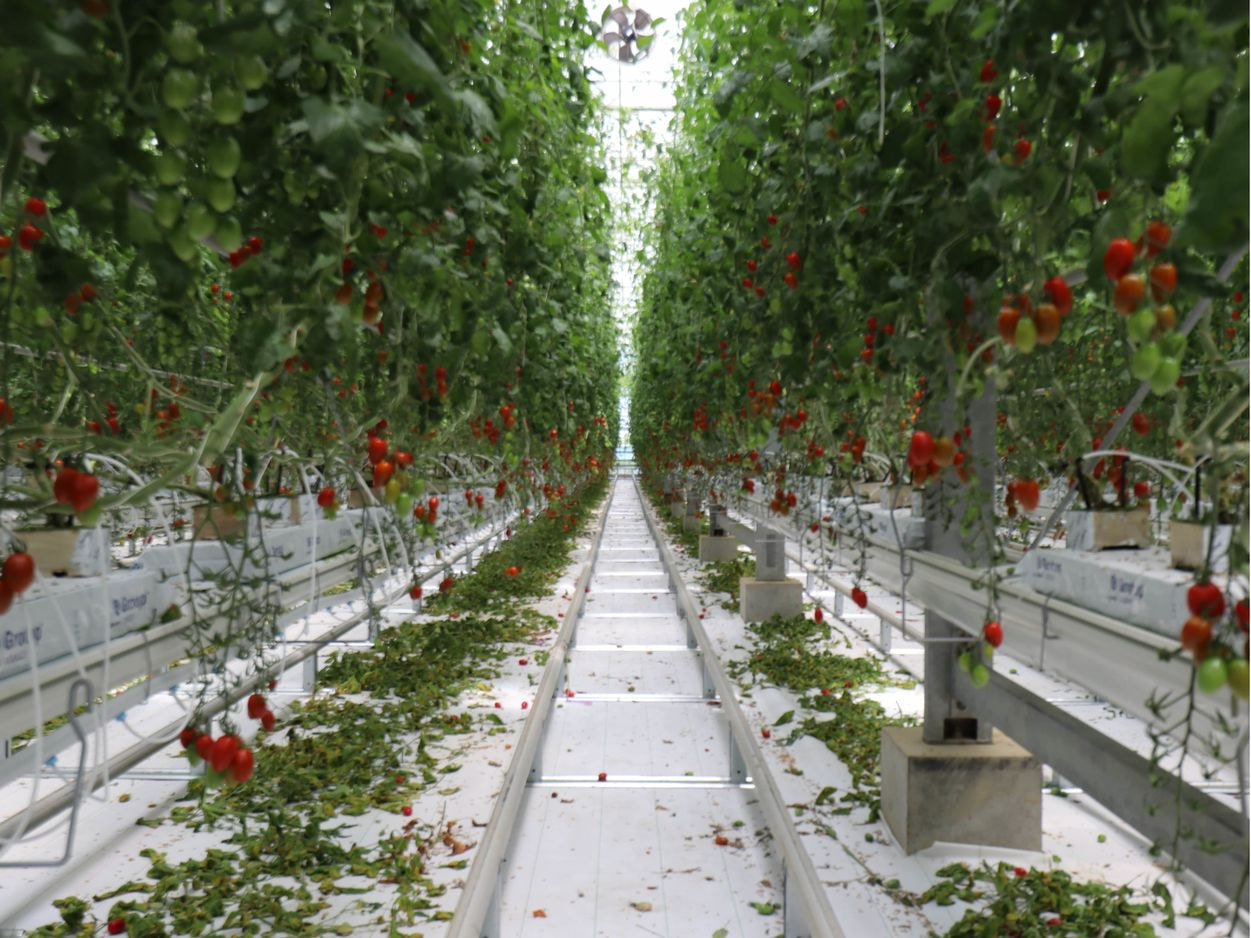 H&Bガーデン　環境制御型栽培