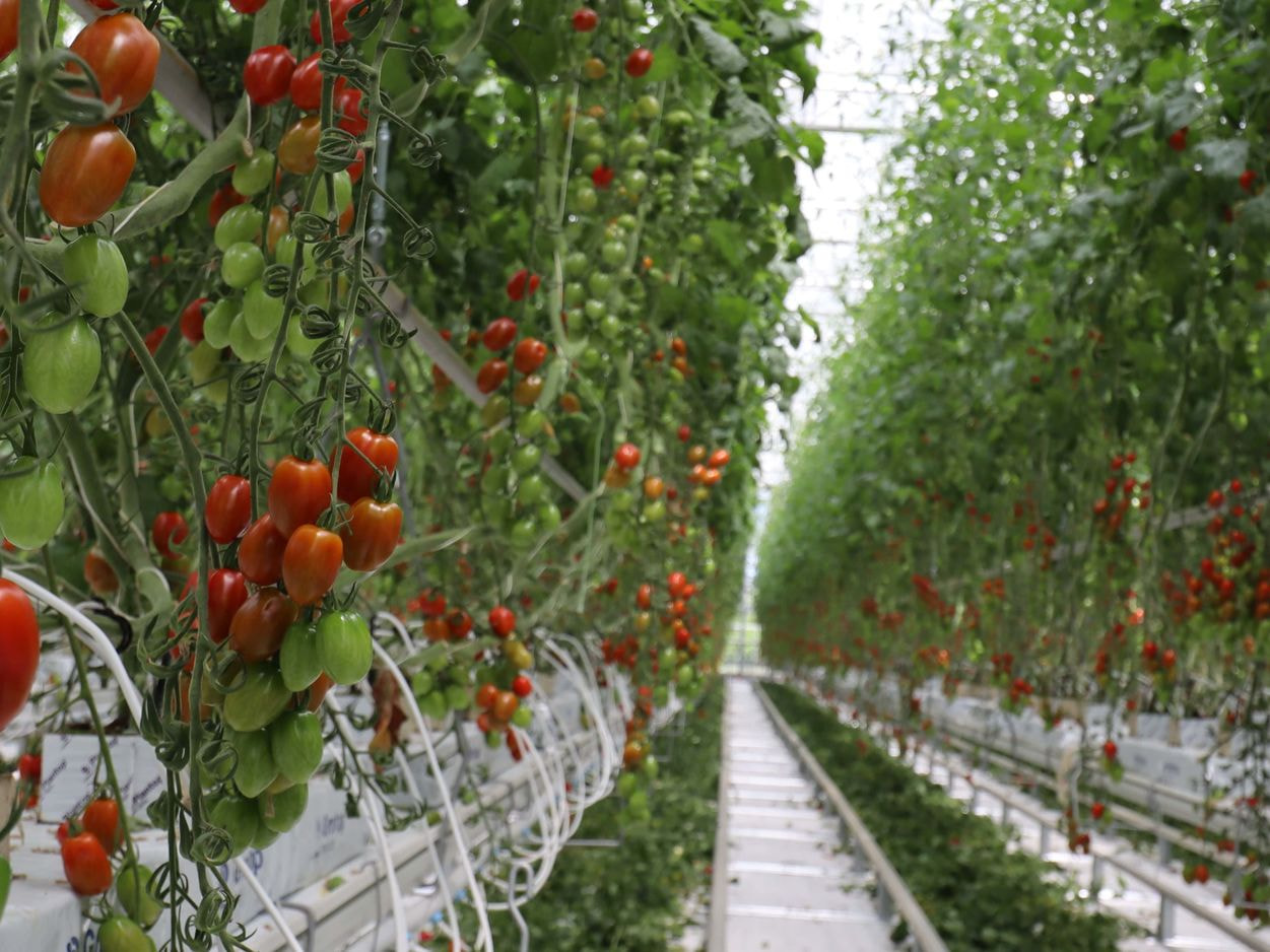 H&Bガーデン　ハウス内風景