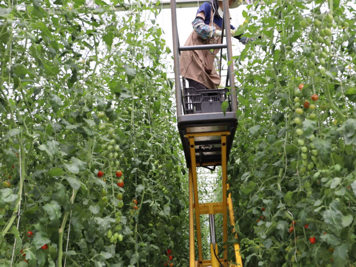 H&Bガーデン　高所作業