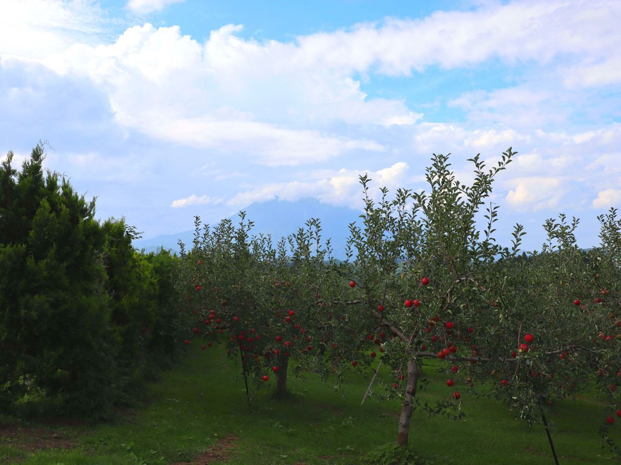 ＪＡ相馬村　岩木山を望む圃場