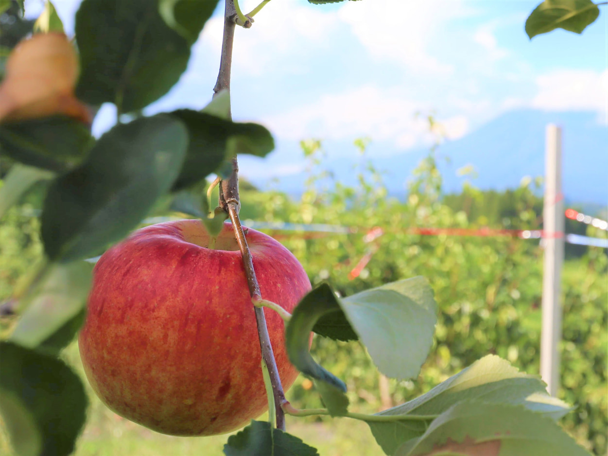 ＪＡ相馬村　サンつがる