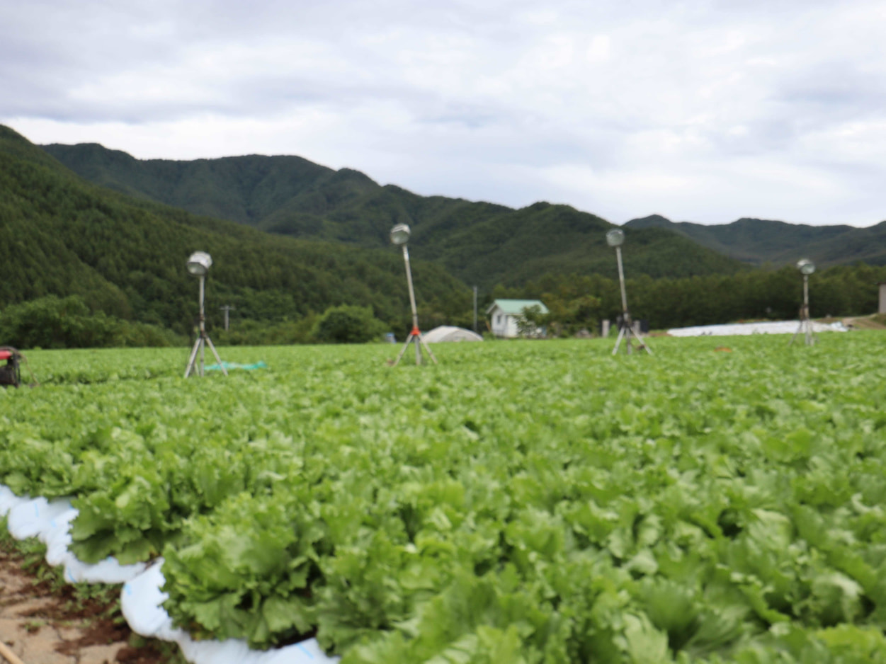 TASPASS川上　産地背景