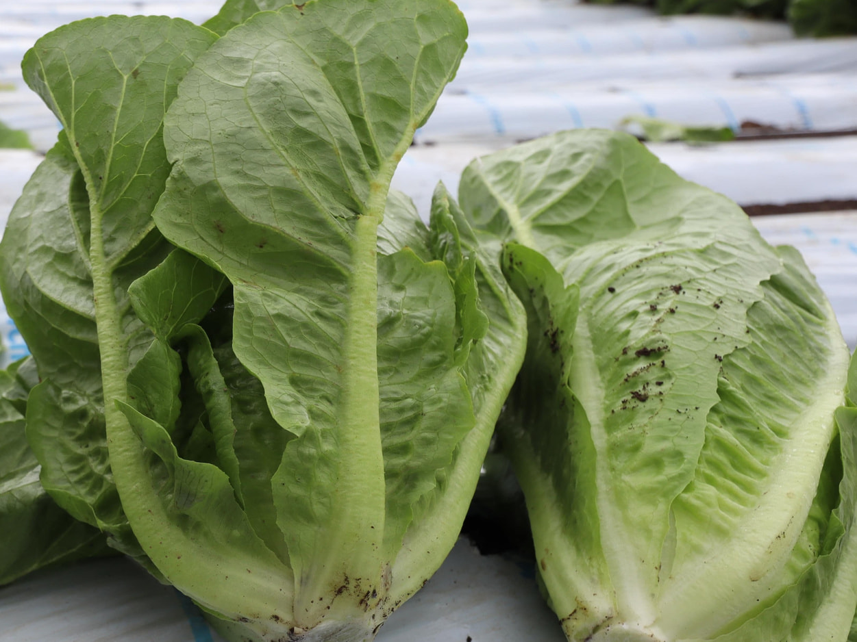 TASPASS川上　ミニロメイン