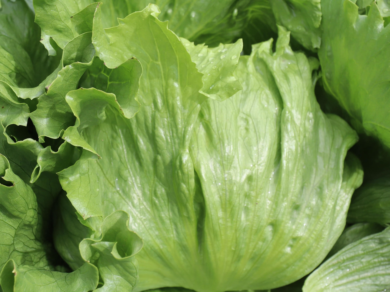 TASPASS川上　レタス