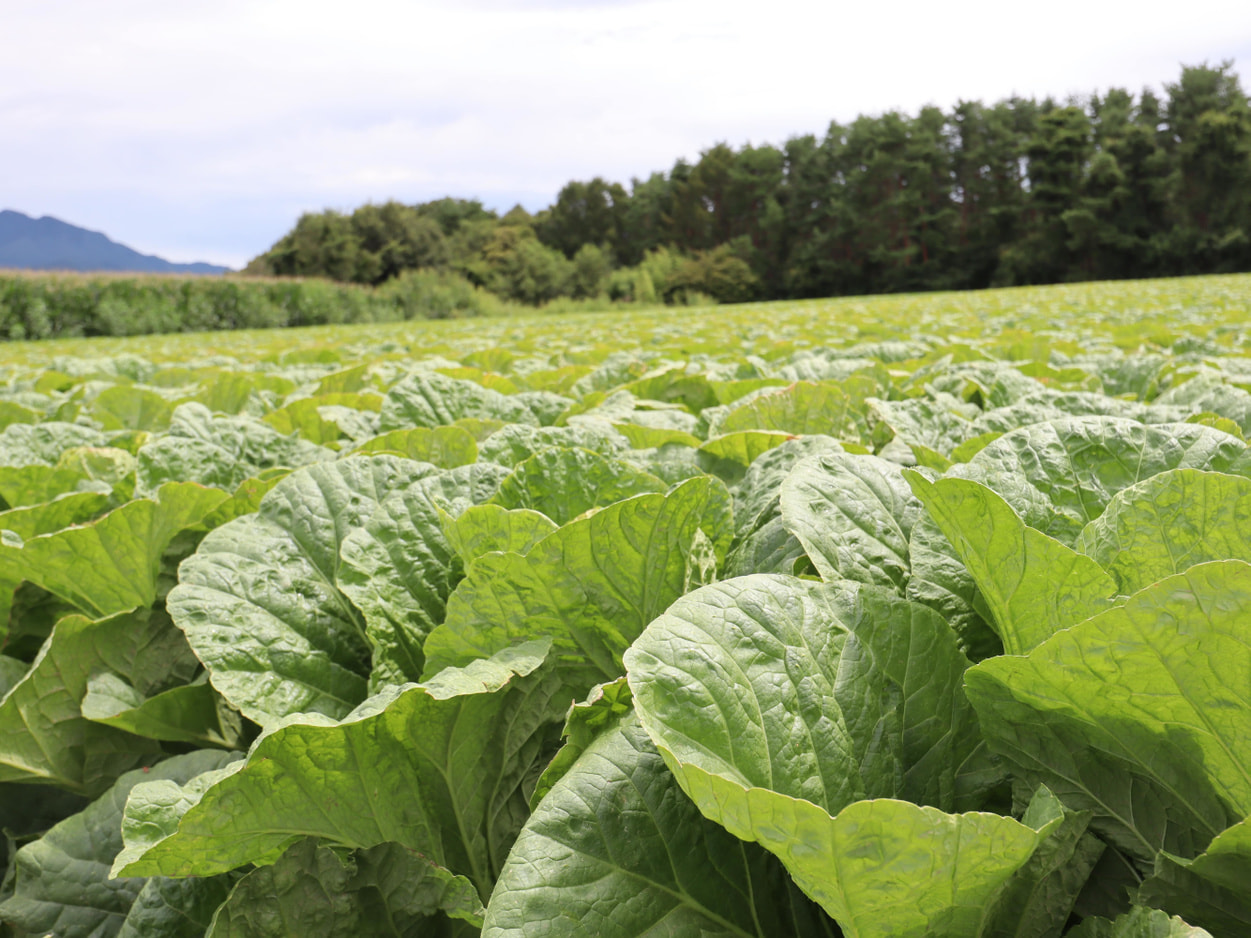 南相木村　坂本貢さんの圃場