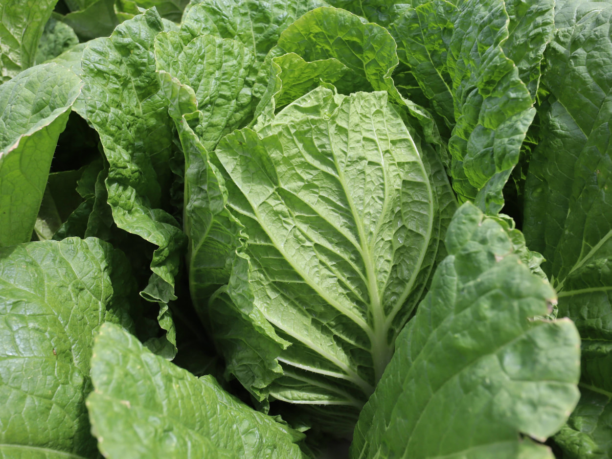 南相木村　坂本貢さんの白菜