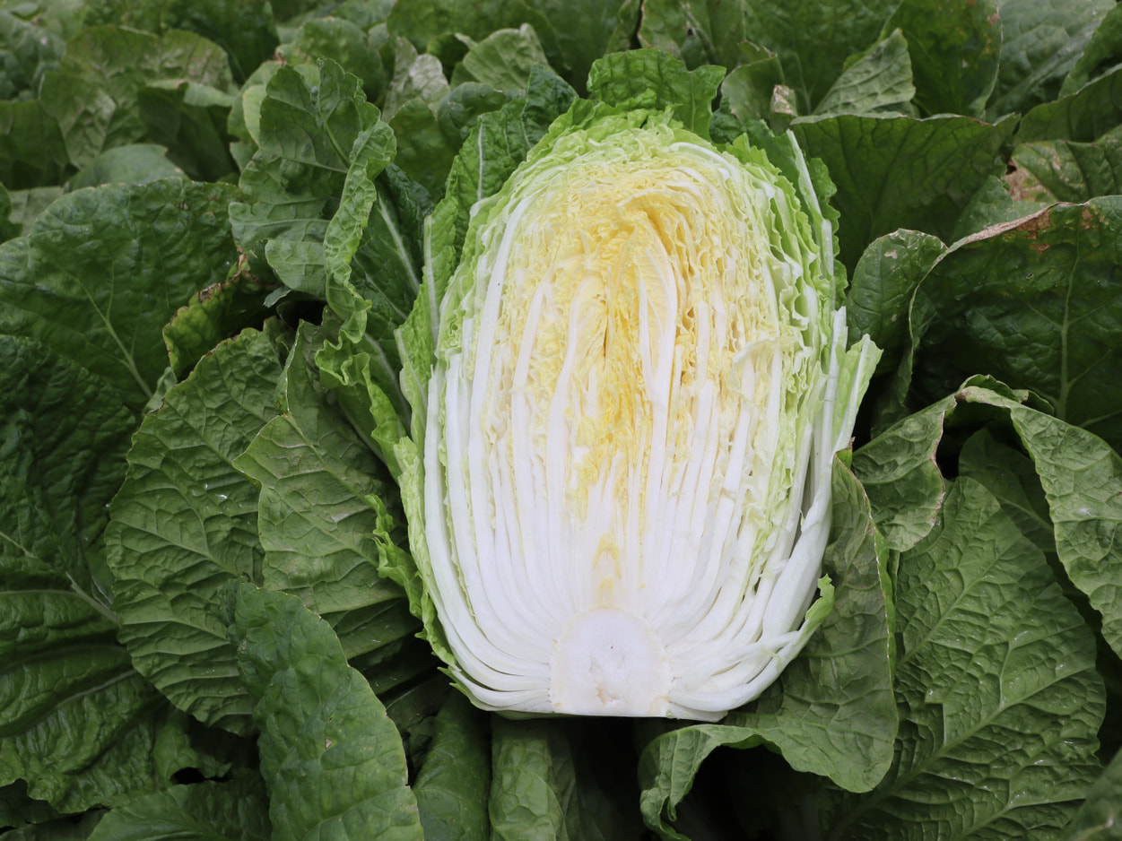 南相木村　坂本貢さんの白菜　半割