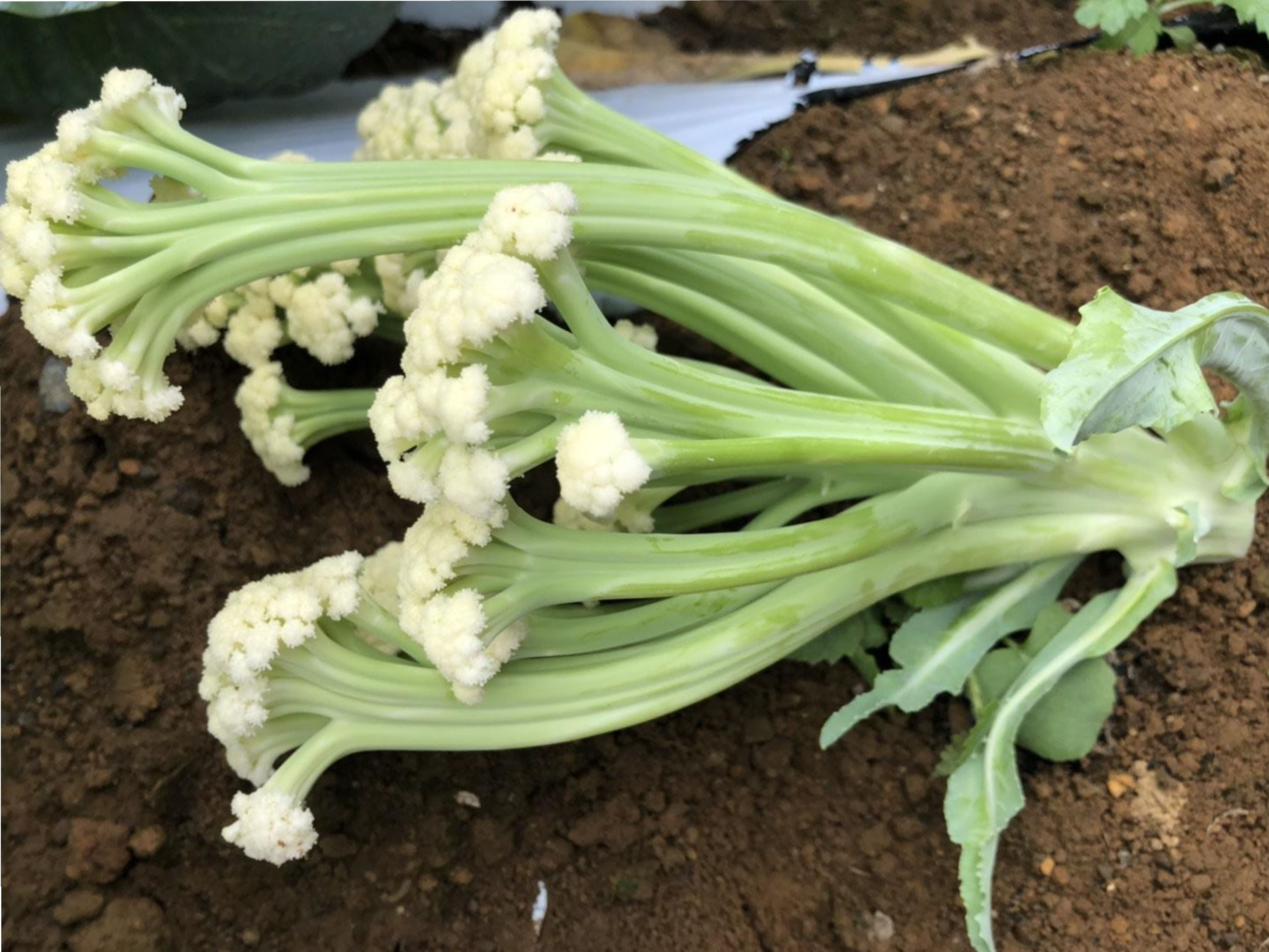 南相木村　茎が柔らかいカリフローレ