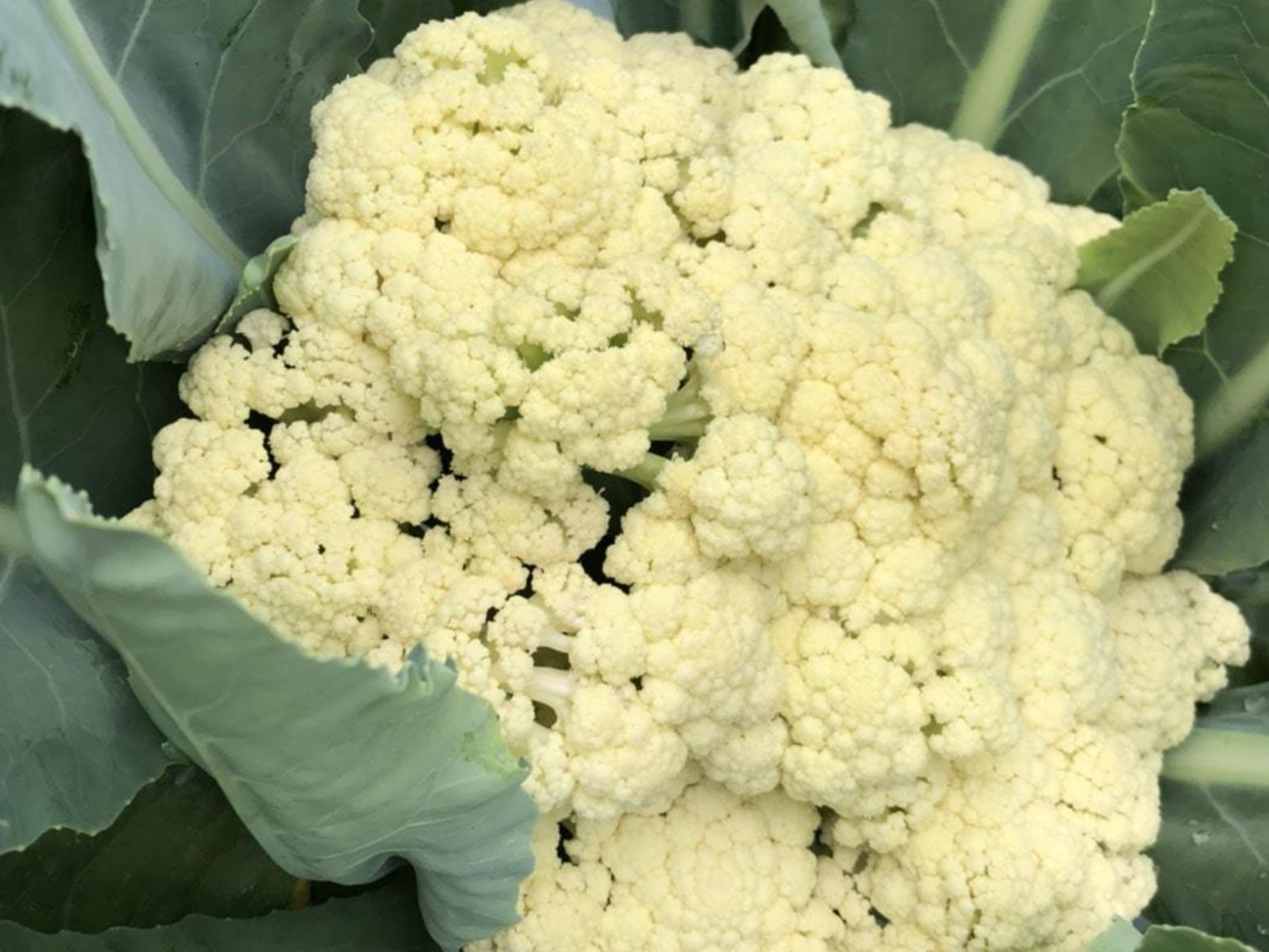 南相木村　菊原さんのカリフローレ