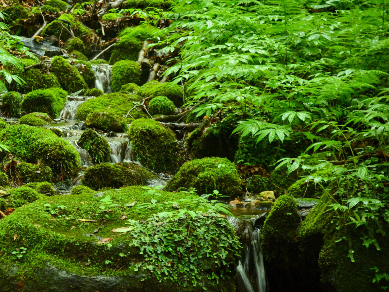 白神山地イメージ
