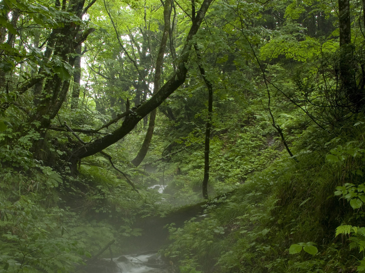 白神山地イメージ