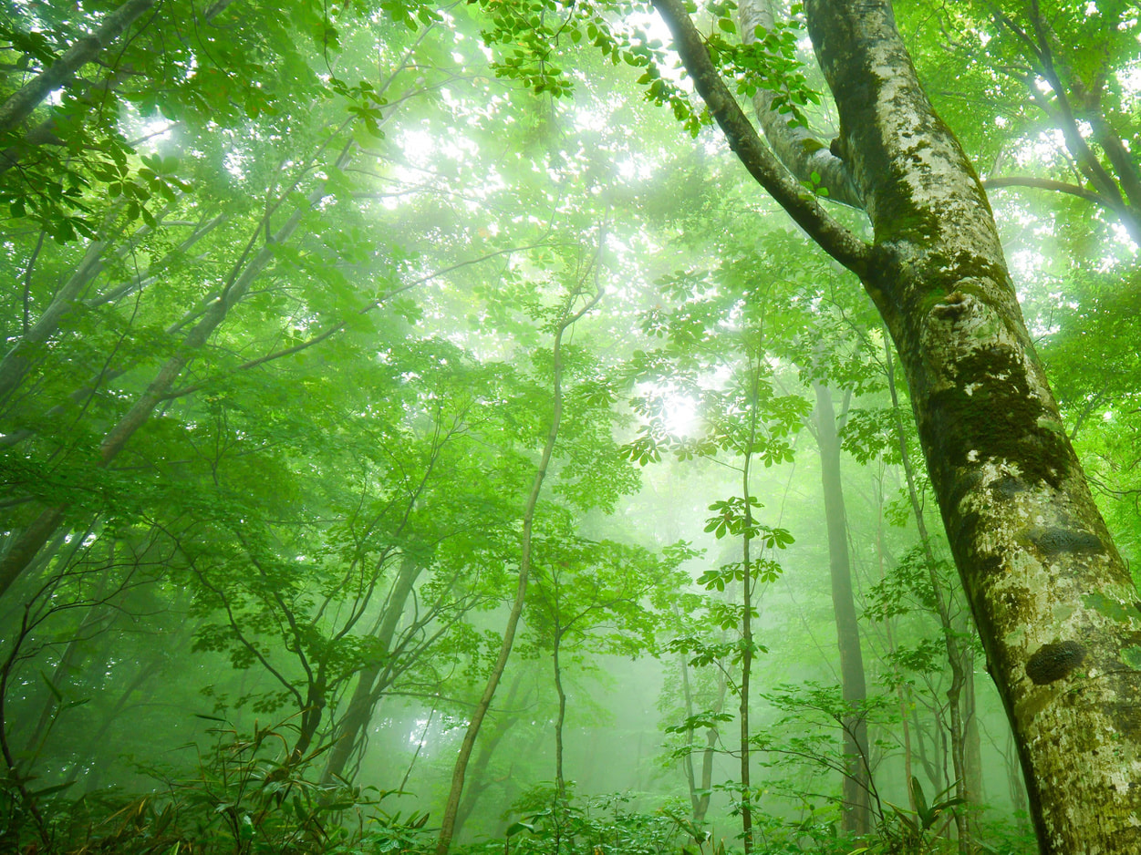 白神山地イメージ