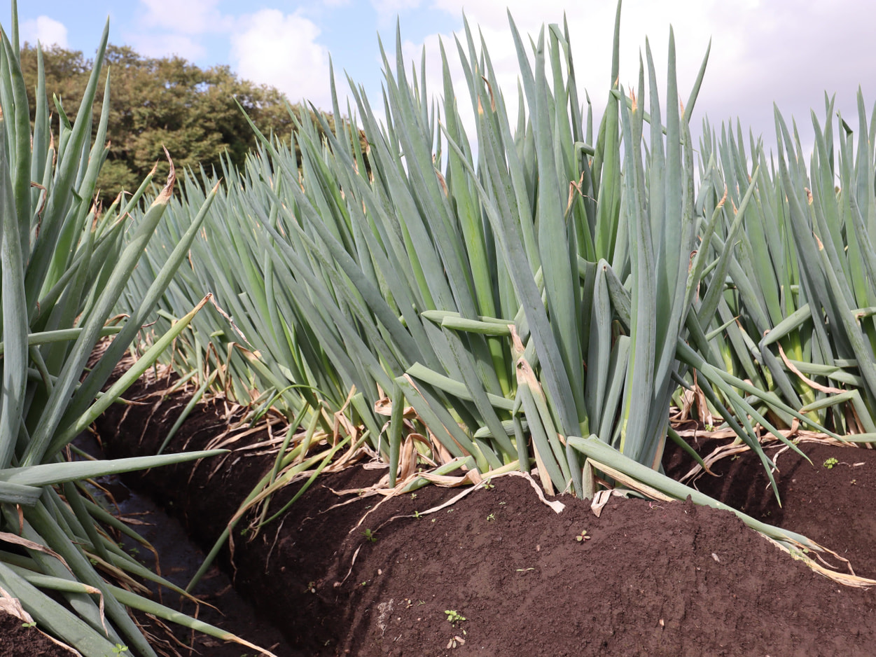 ＪＡあきた白神　白神ネギ　圃場