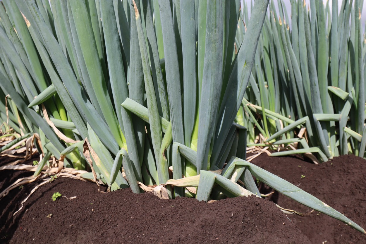 収穫前の白神ネギ