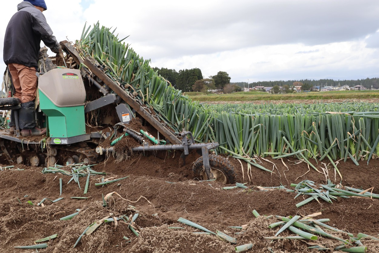 白神ネギ　掘り起こし