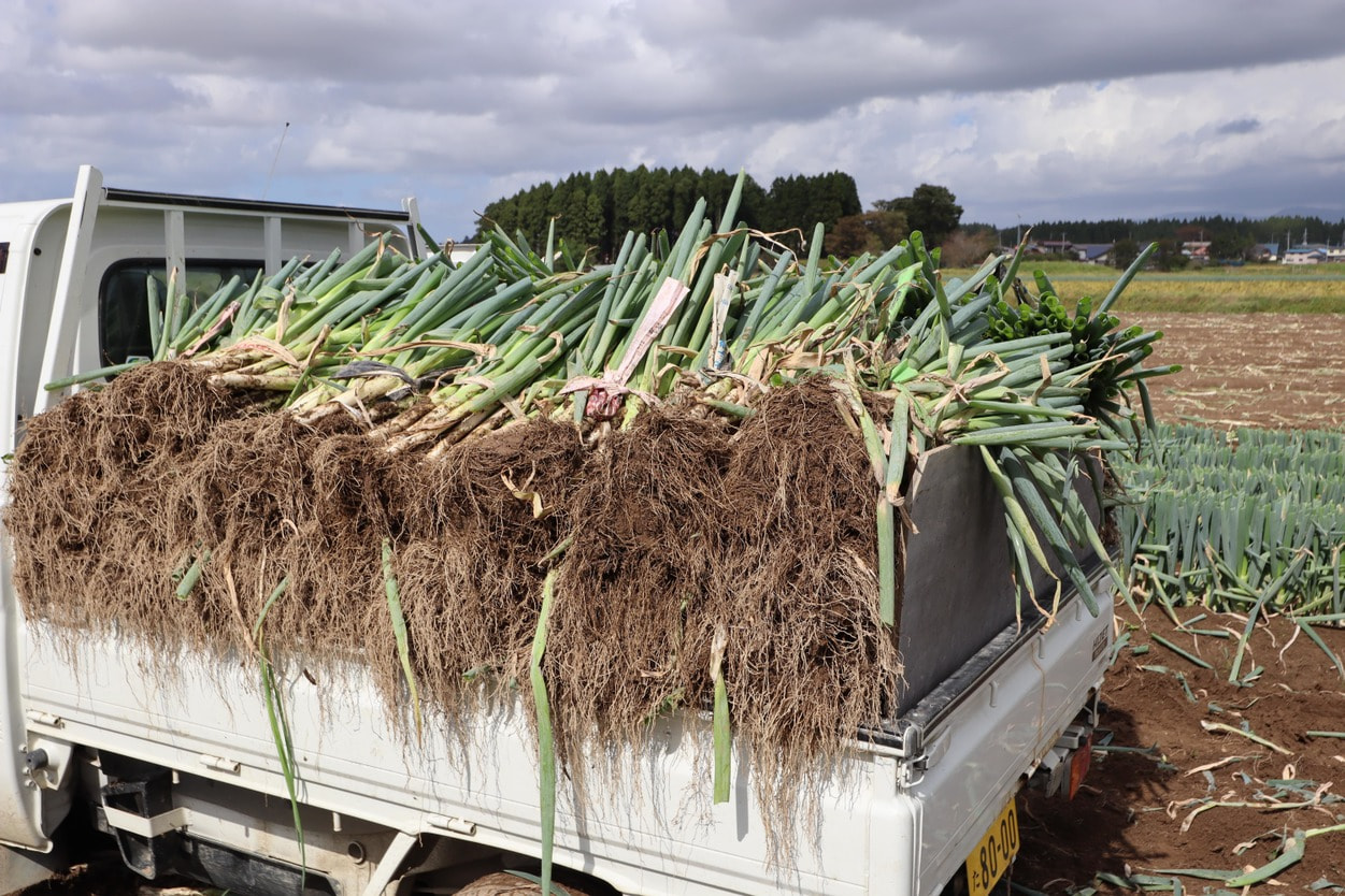 白神ネギ　トラックの荷台に