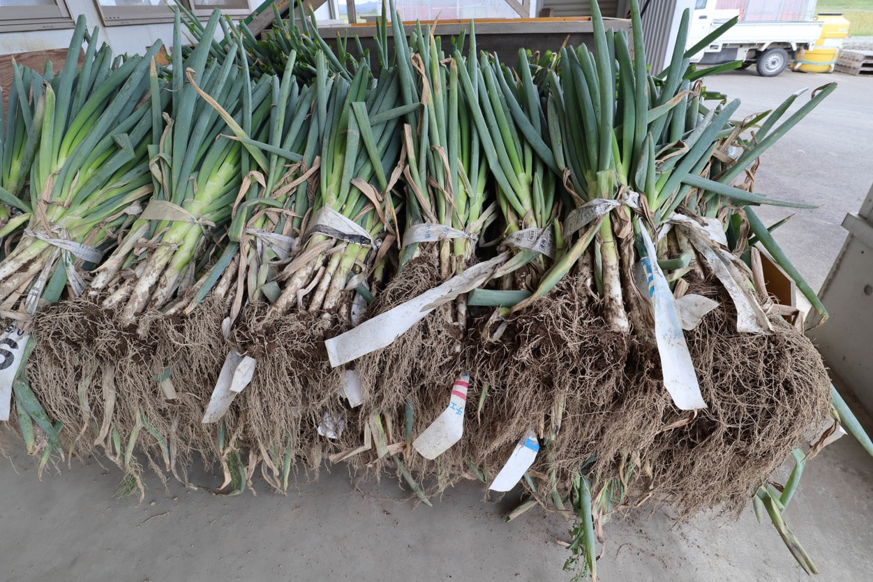 白神ネギ　畑から作業場へ