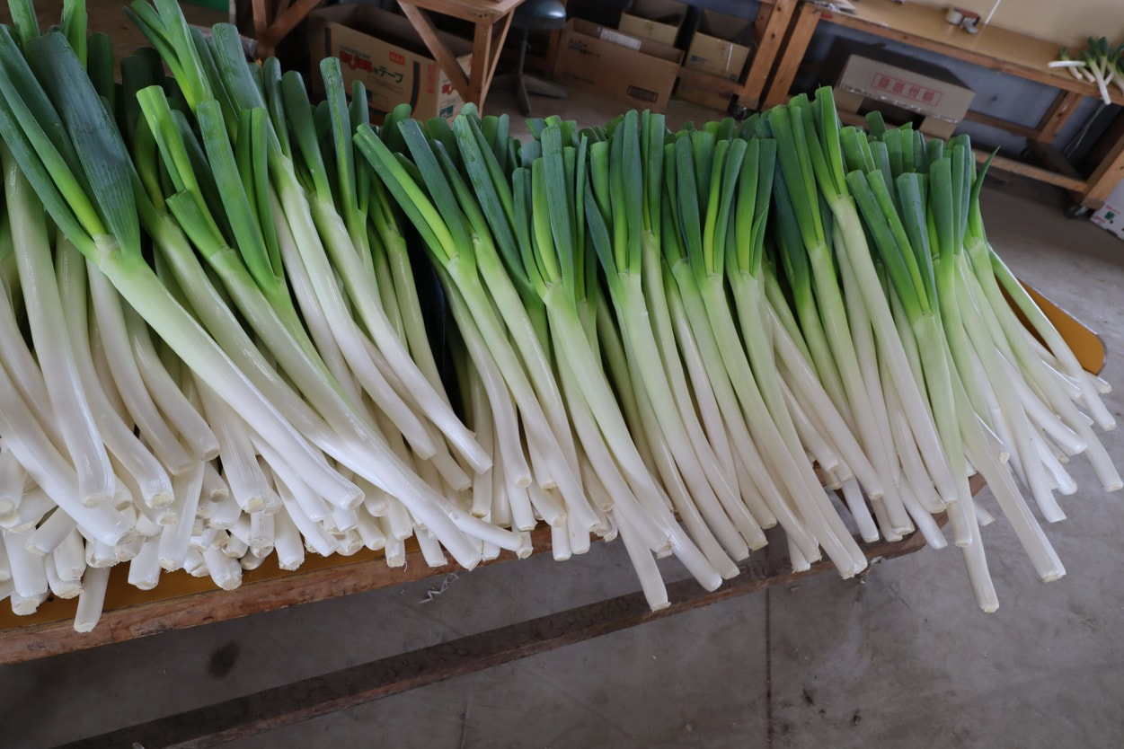 白神ネギ　薄皮を飛ばした後
