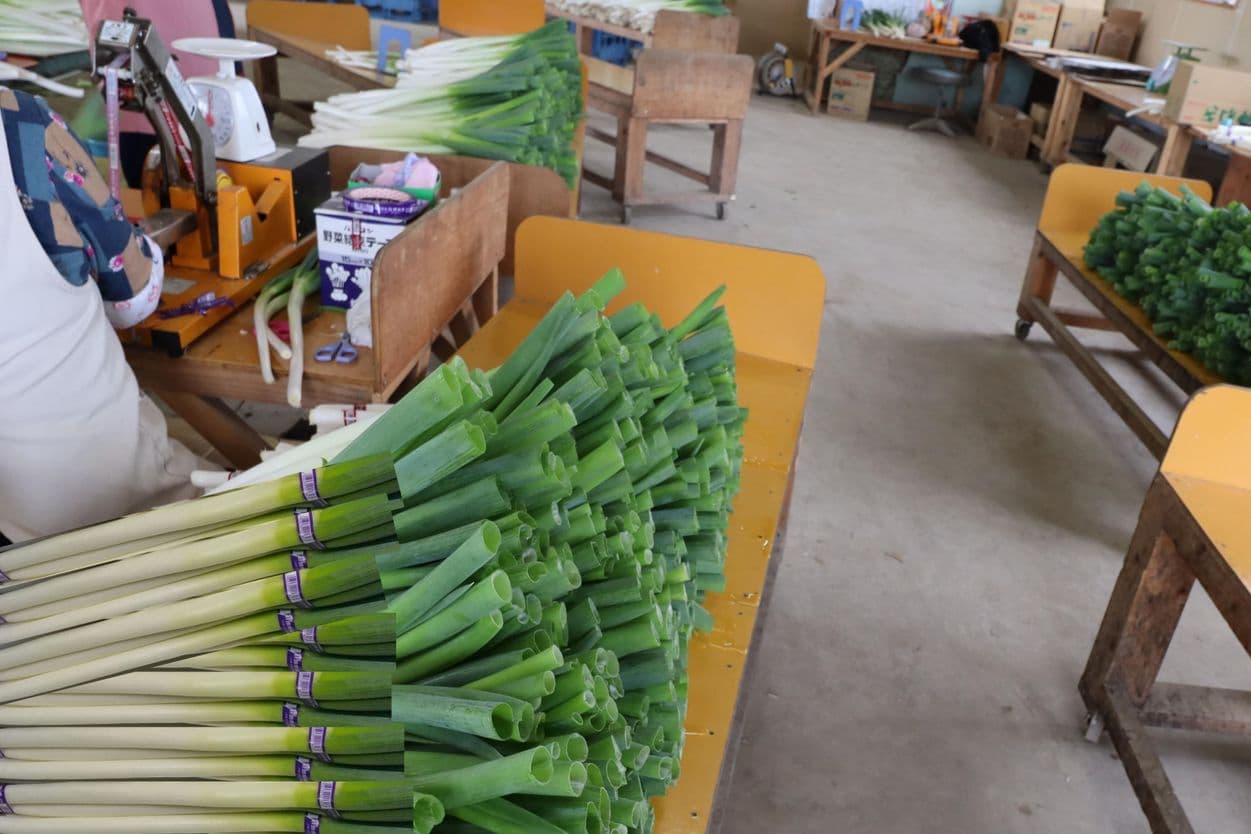 白神ネギの結束作業