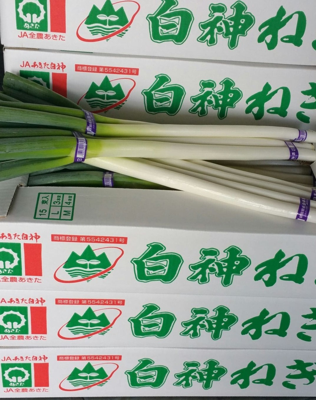 白神ネギ　箱詰め