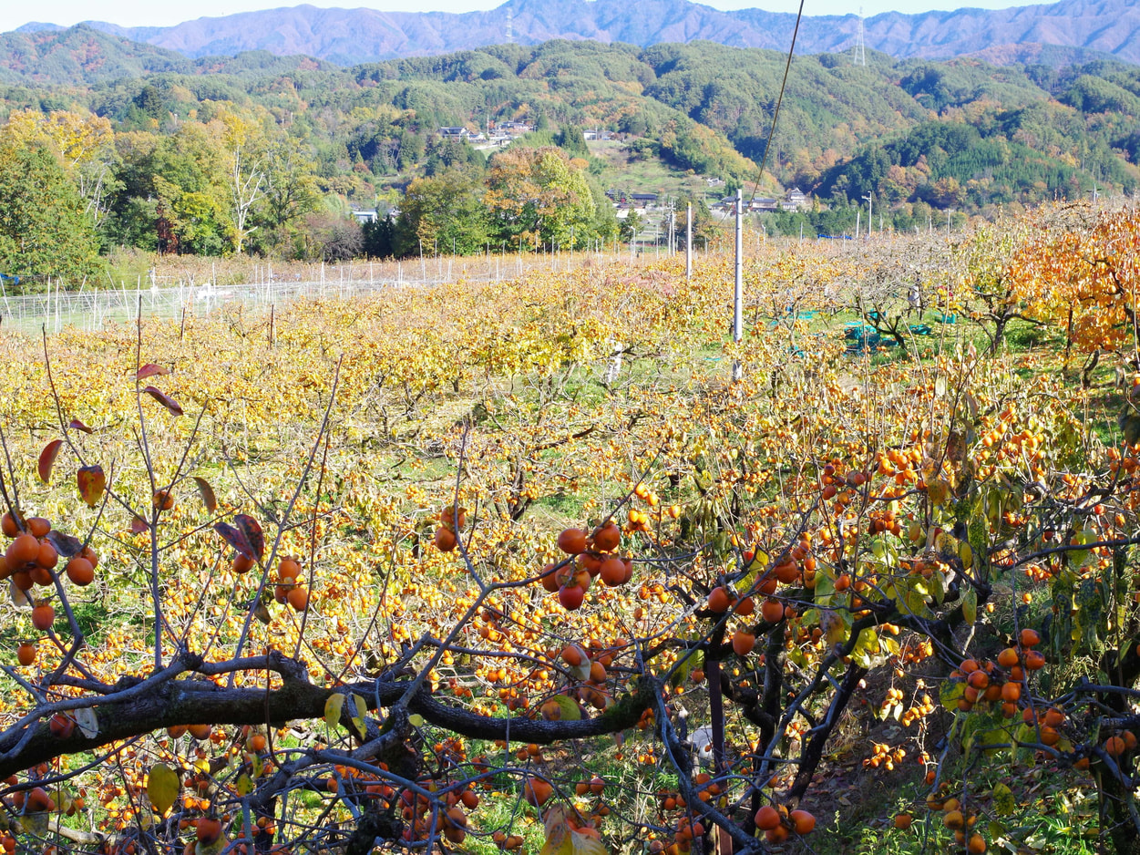 フレック丸西　柿の圃場
