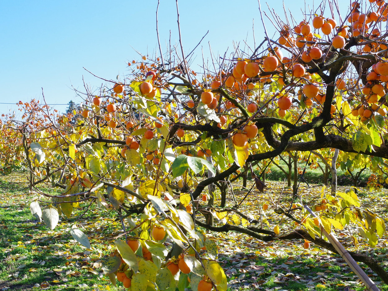 フレック丸西　市田柿の圃場