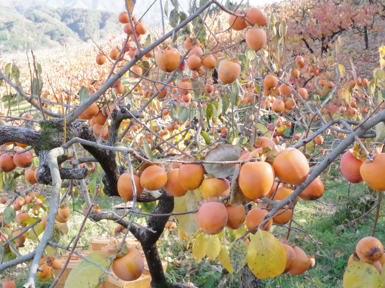 フレック丸西　市田柿の圃場