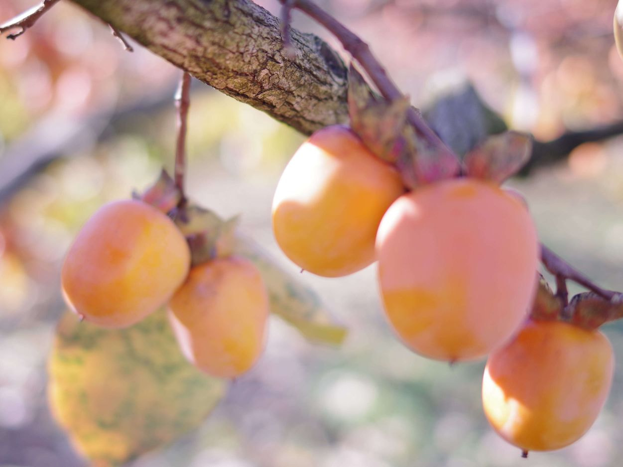 フレック丸西　樹になっている市田柿