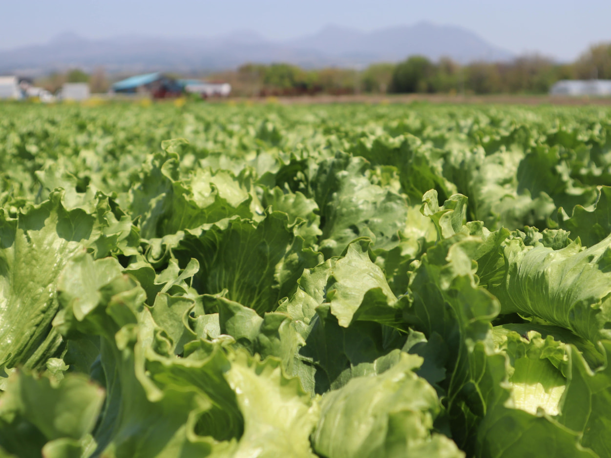 昭和村の高原レタス