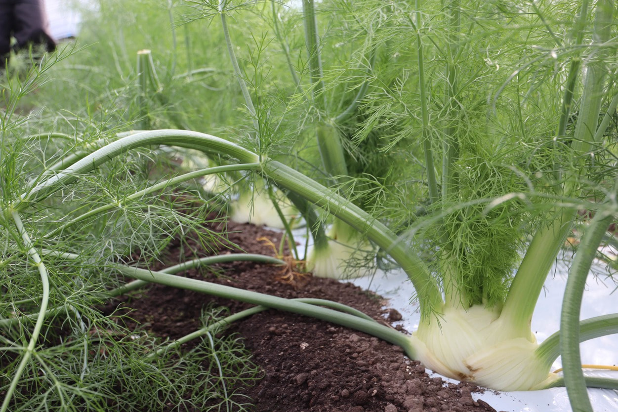 廣瀬農園　フィノッキオフェンネル