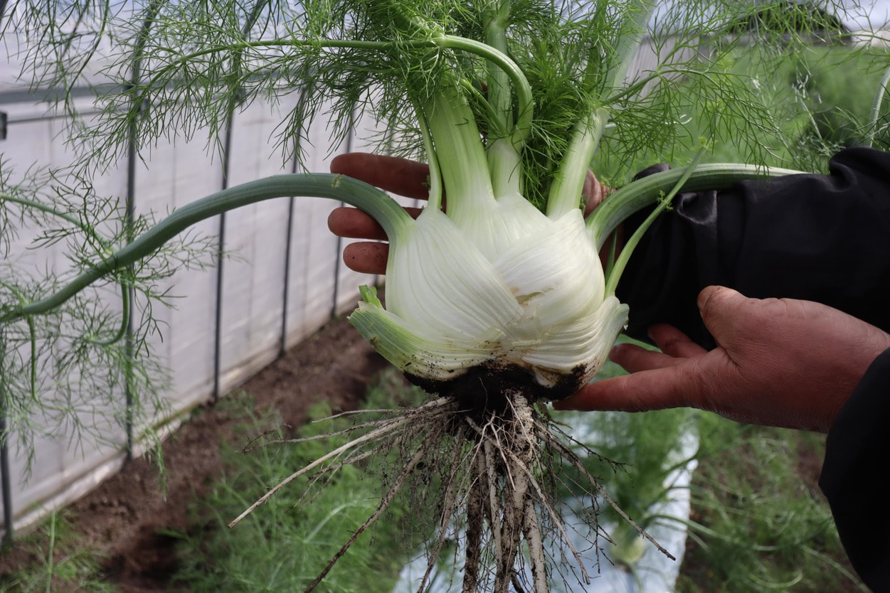 廣瀬農園　フィノッキオフェンネル