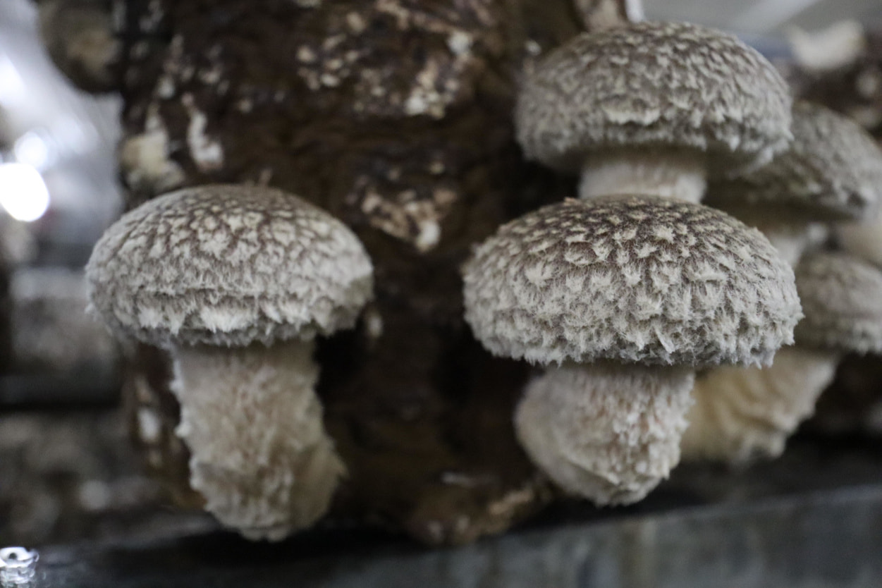 ＪＡ秋田やまもと　収穫を迎えた椎茸