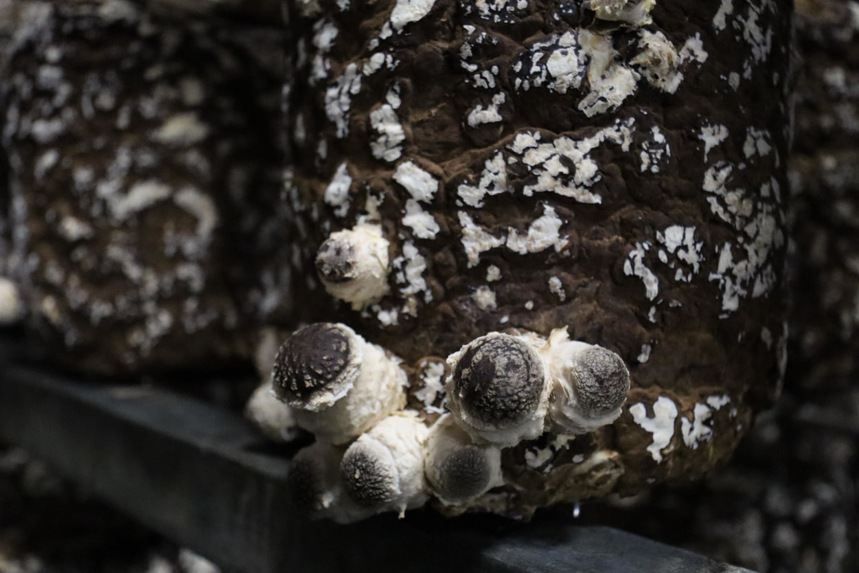 ＪＡ秋田やまもと　椎茸の芽