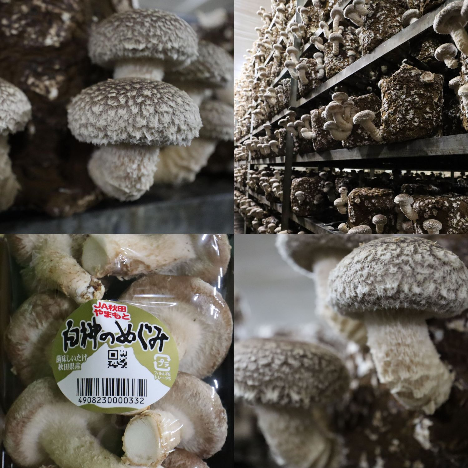 ＪＡ秋田やまもとの生椎茸
