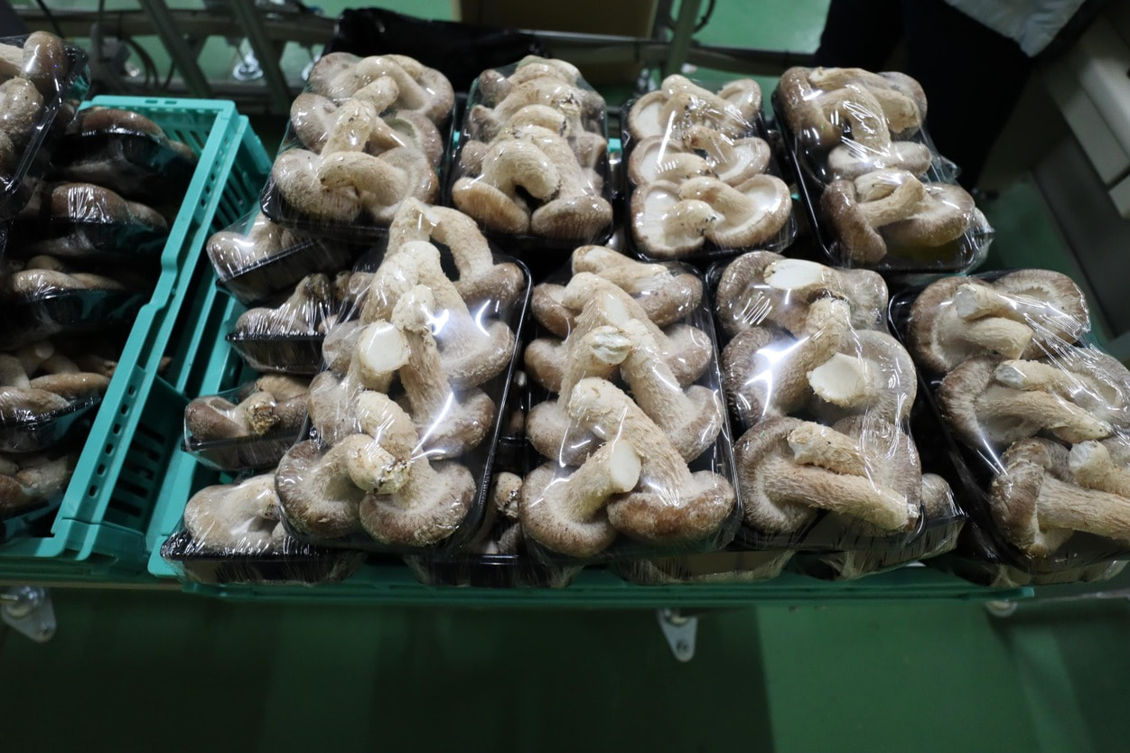 ＪＡ秋田やまもと　生椎茸ラップ包装