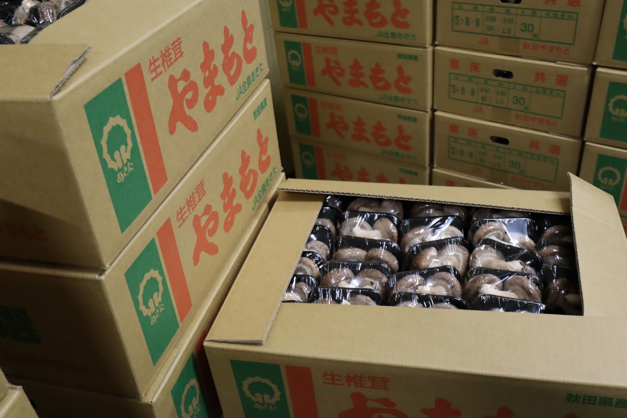 ＪＡ秋田やまもと　生椎茸の箱詰め