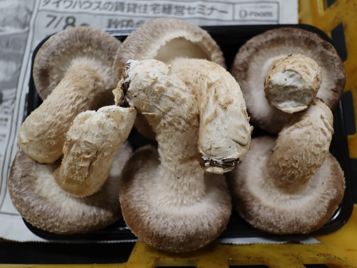 ＪＡ秋田やまもと　椎茸サイズ分け