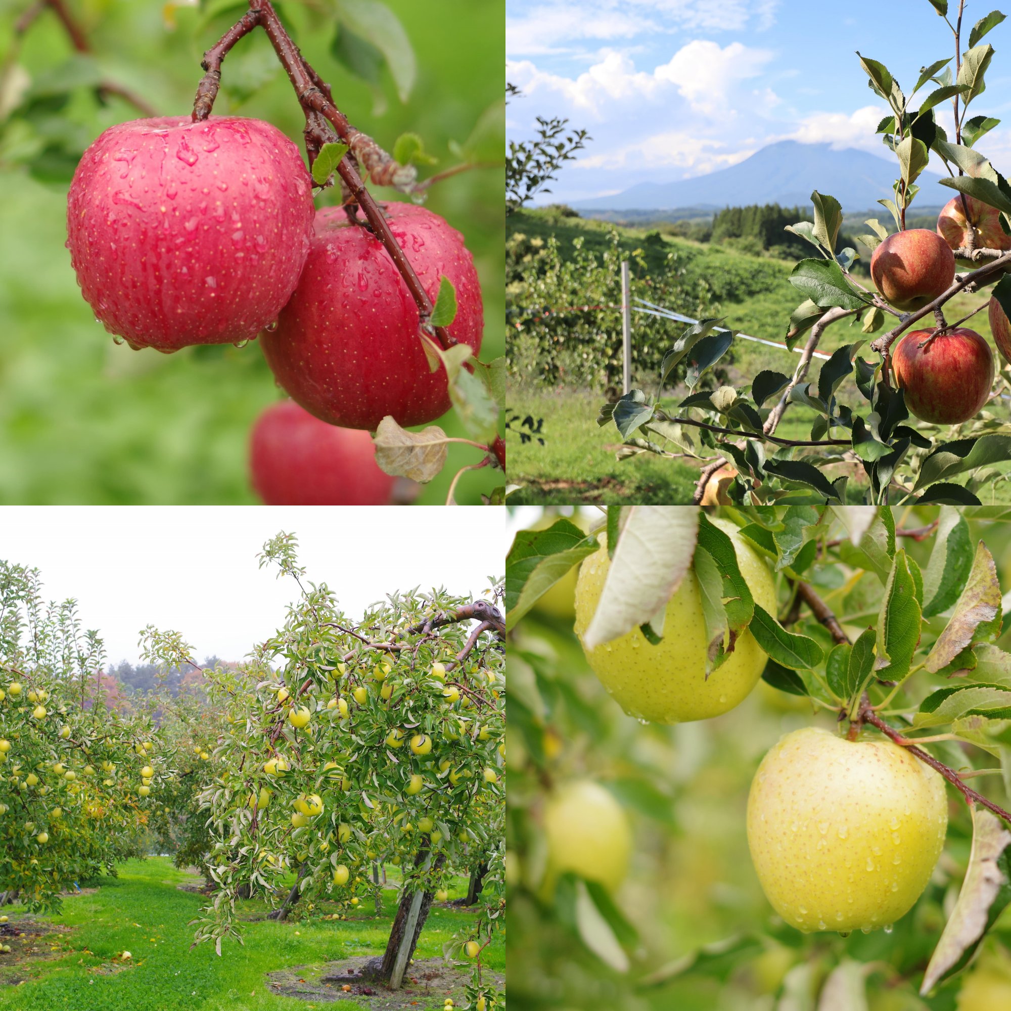 ＪＡ相馬村のりんご