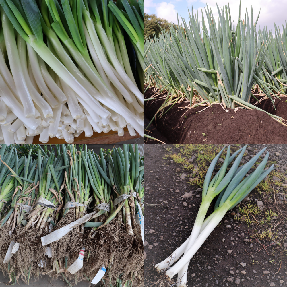 ＪＡあきた白神の長ねぎ