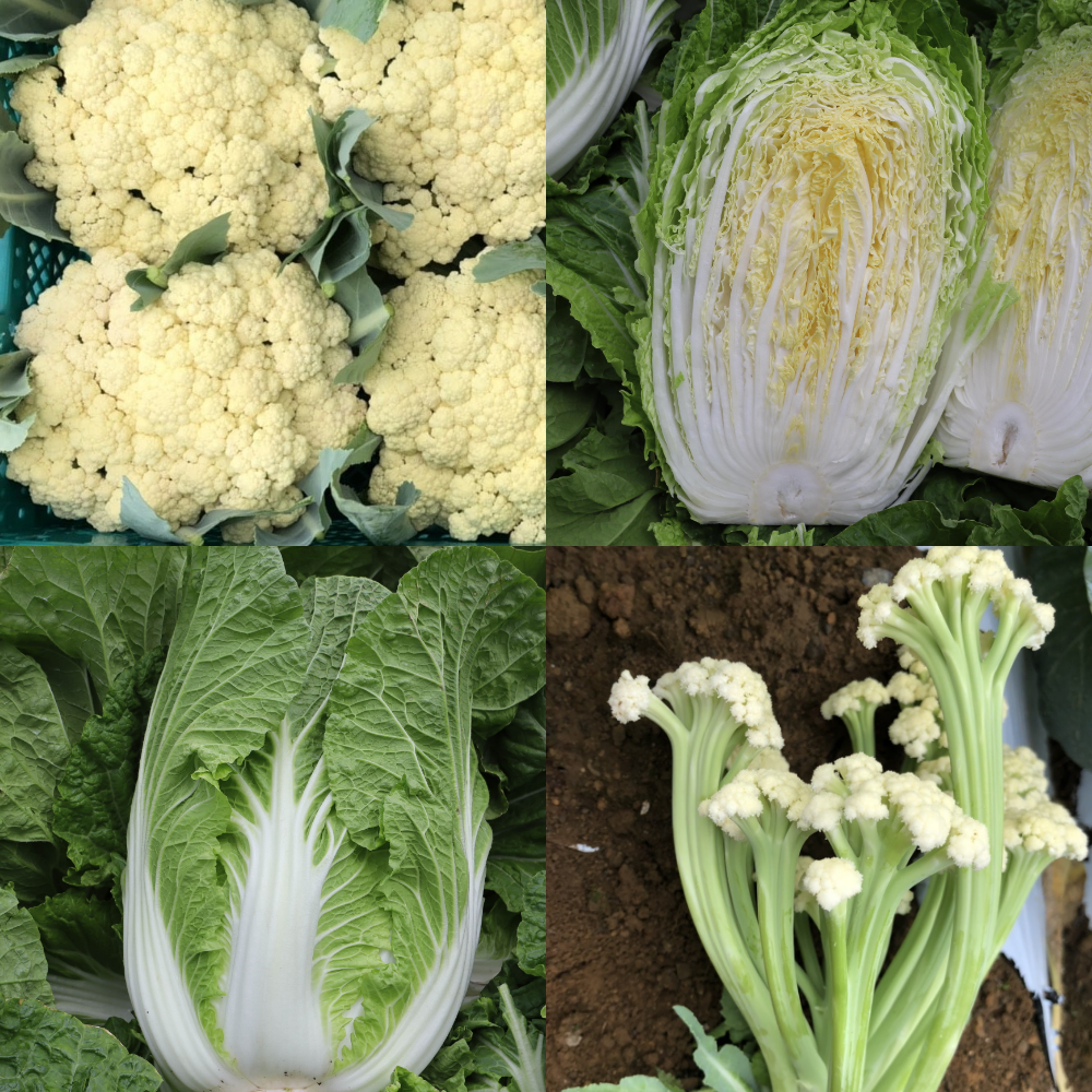 南相木村の作物