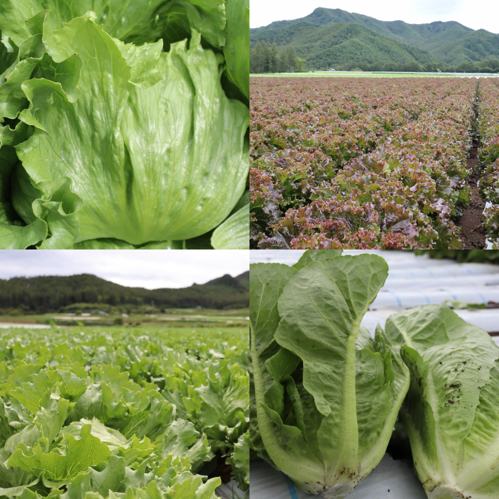 TASPASS川上のレタス