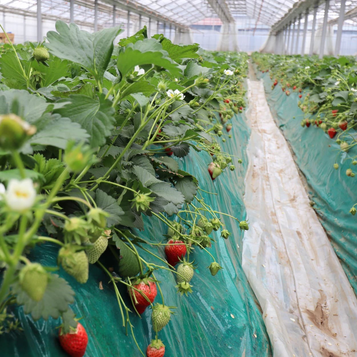 ピュアグリーンアグリ　いちご畑