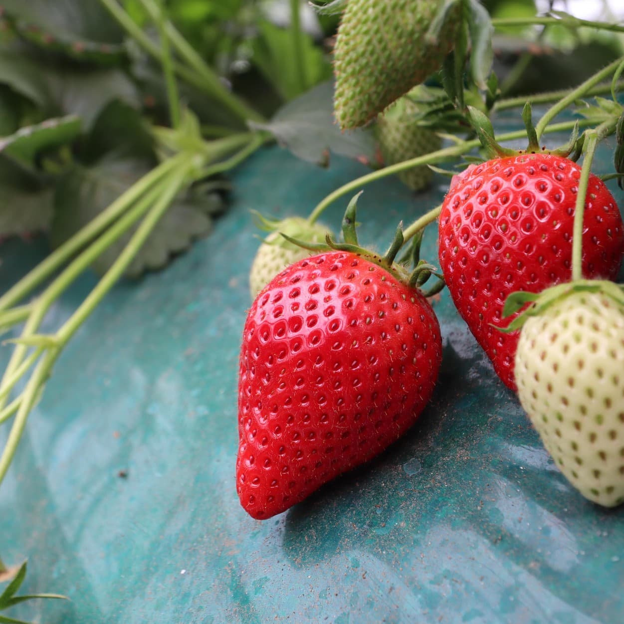 ピュアグリーンアグリ　苺アップ