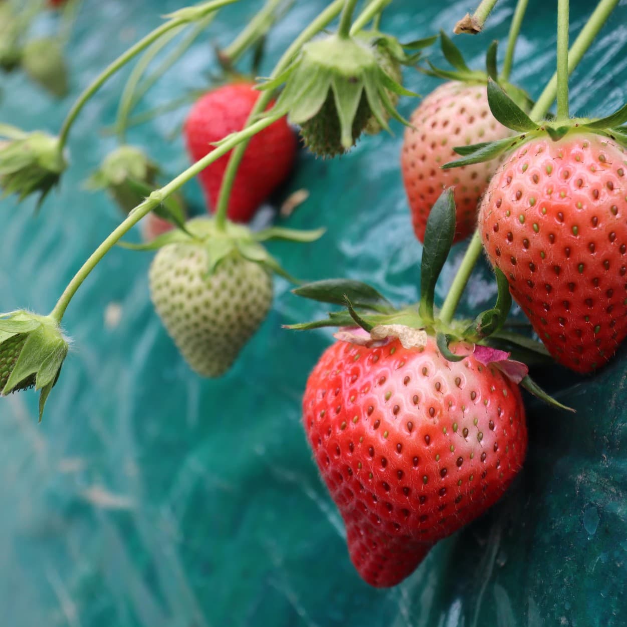 ピュアグリーンアグリ　イチゴアップ