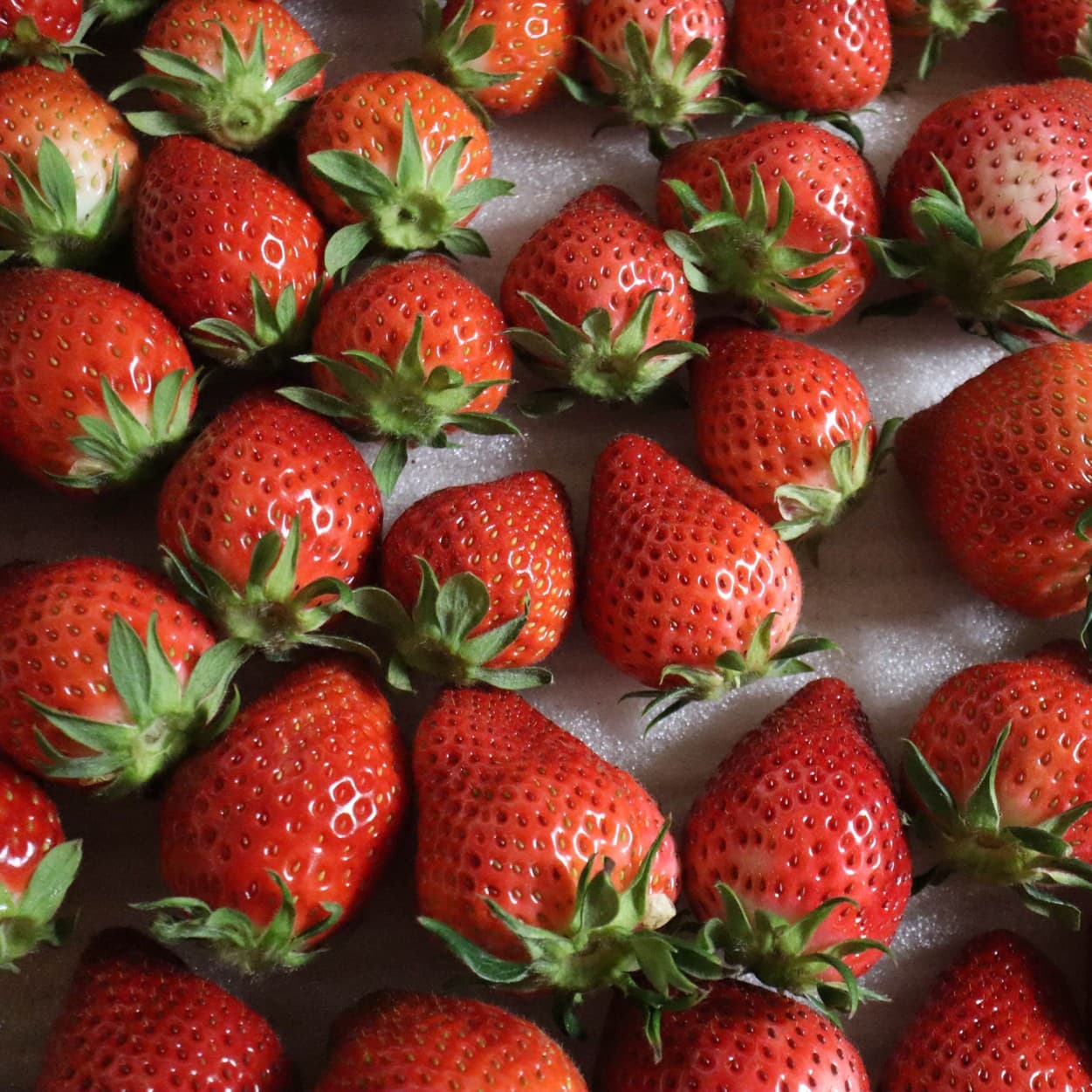 ピュアグリーンアグリ　苺　予冷