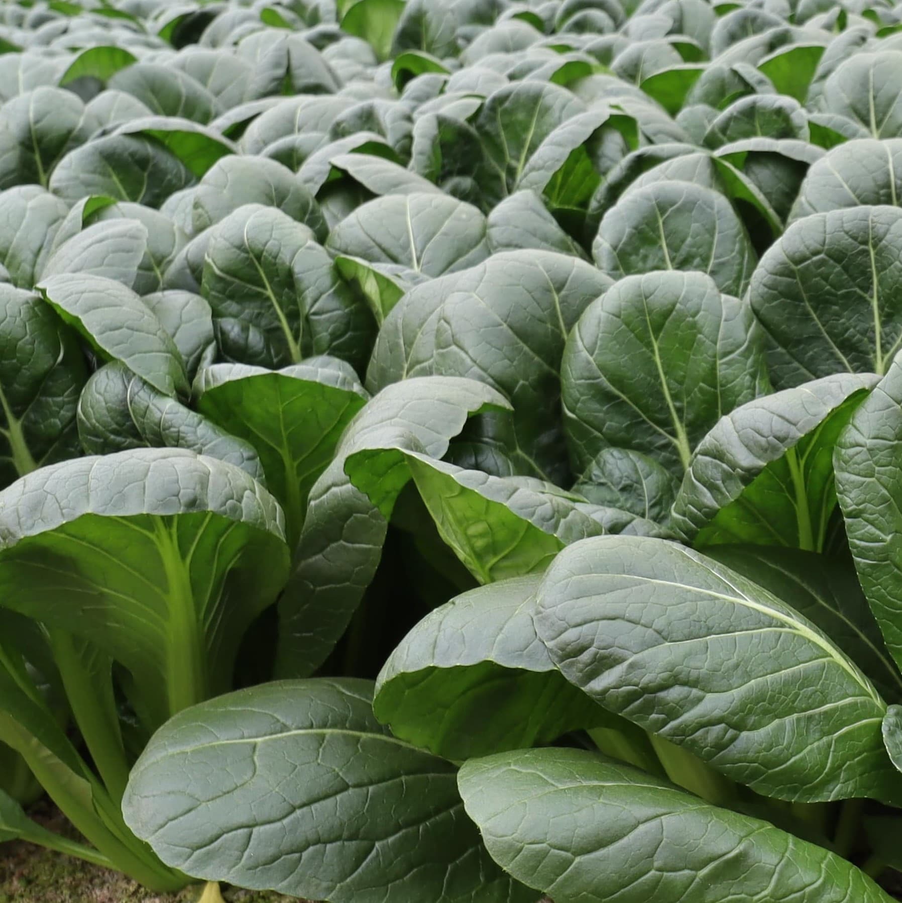 ピュアグリーンアグリ　小松菜