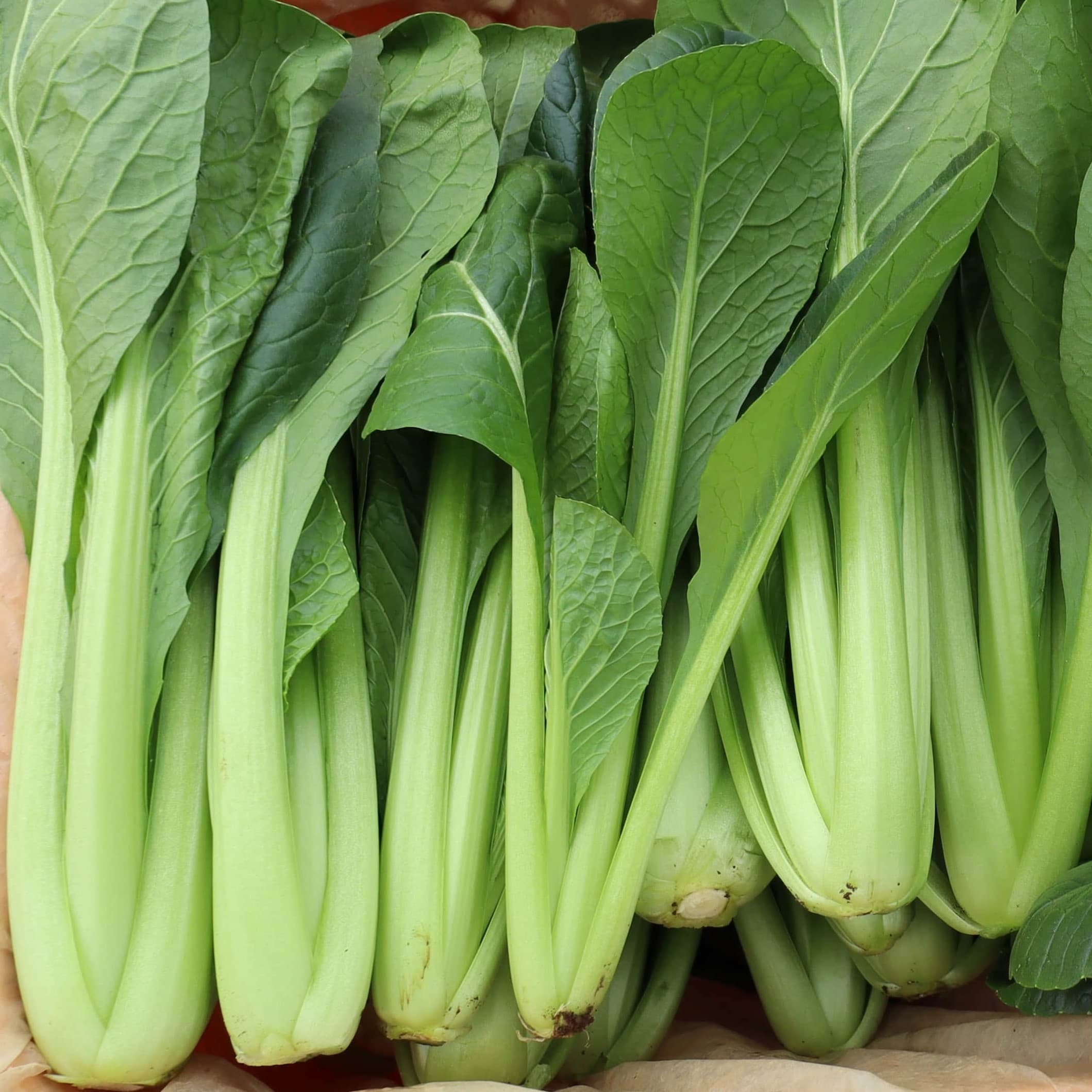 ピュアグリーンアグリ　小松菜収穫後