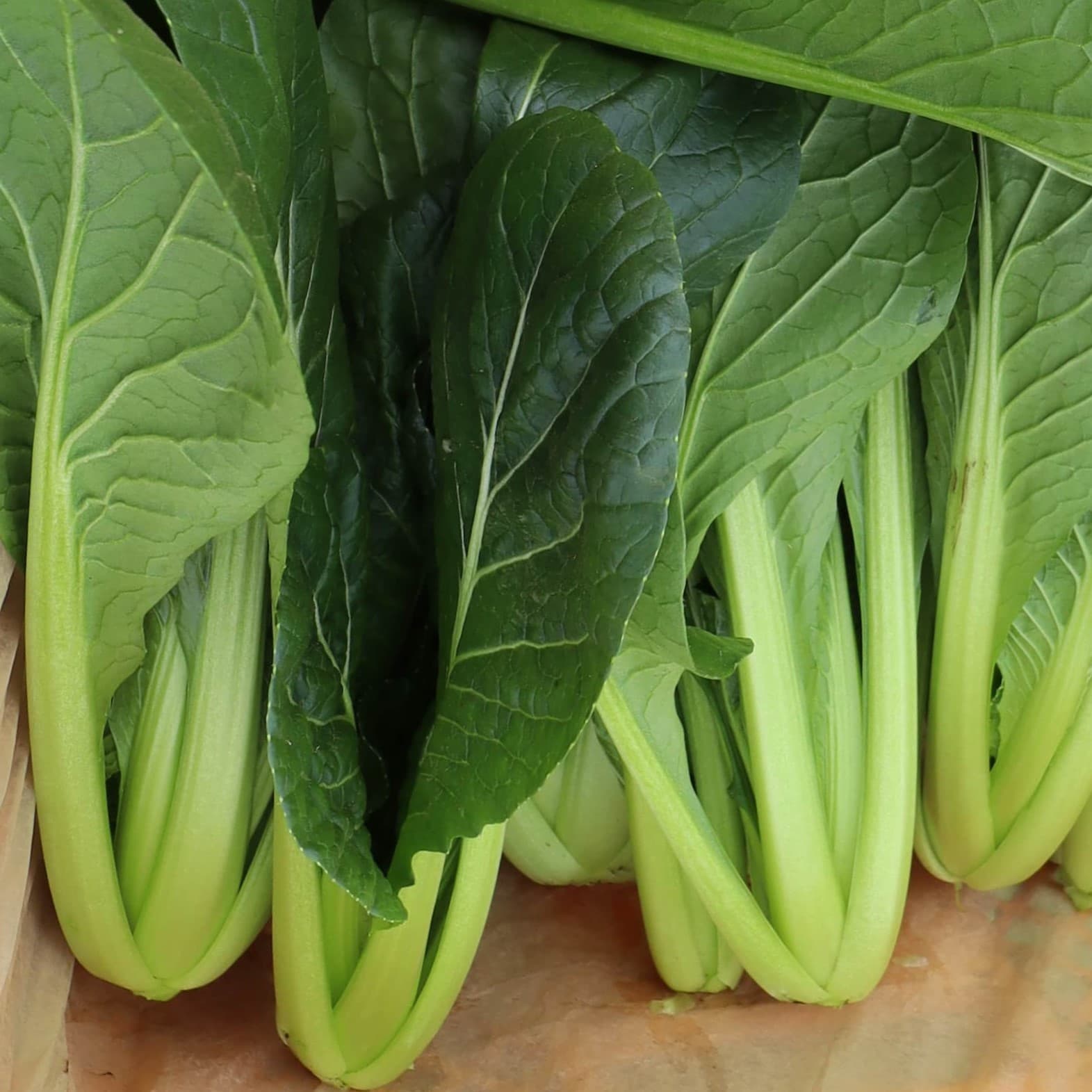 ピュアグリーンアグリ　小松菜　収穫後