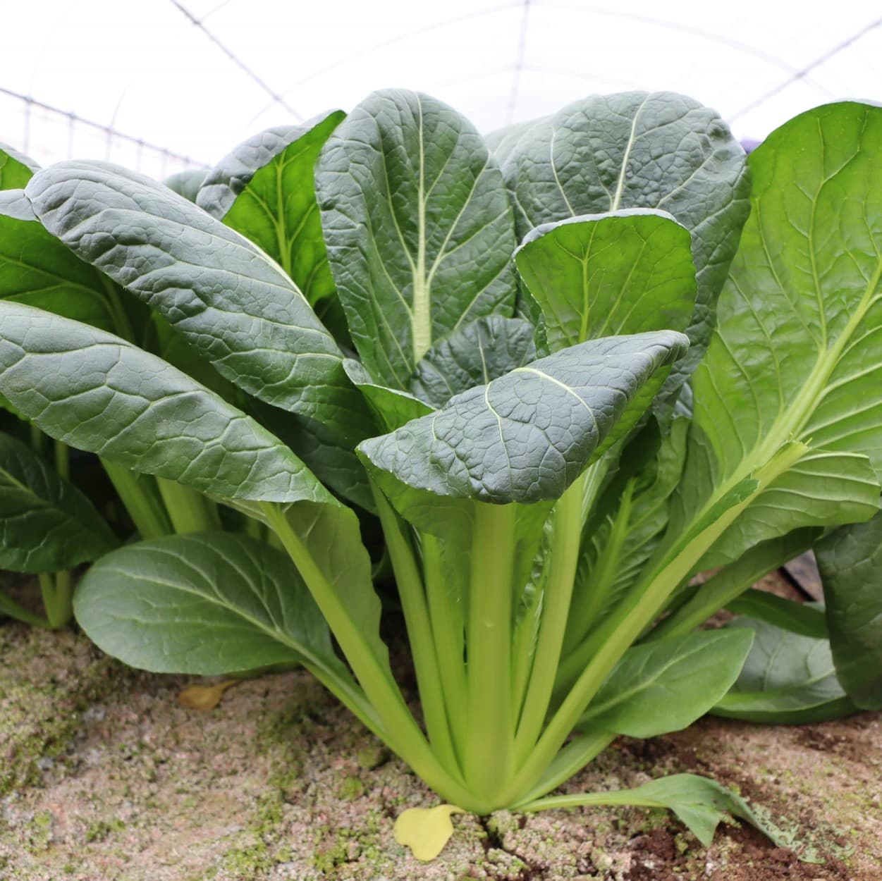 ピュアグリーンアグリ　小松菜アップ