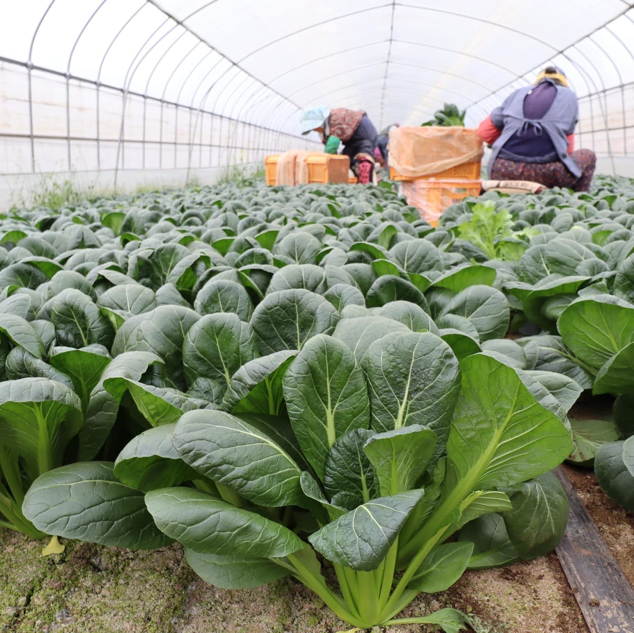ピュアグリーンアグリ　小松菜　小松菜の収穫風景